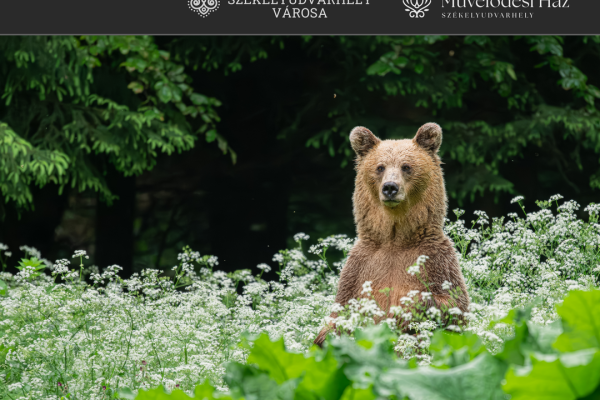gothard-ferenc-alpar-fules-barna-medve81F7084F-452A-6463-76DD-2713C731361A.png