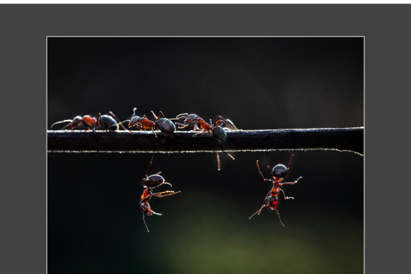 mfvsz-25-udv-pano-141B5FD0B6-B31D-32EA-3069-D0043960298D.png