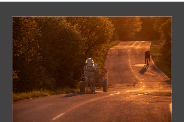 mfvsz-25-udv-pano-216F0C9646-EB3E-F58D-F91A-CF35A846A7B6.png