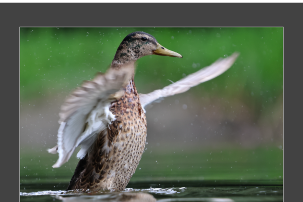 mfvsz-25-udv-pano-2889973EAA-8D89-E7F6-899D-76B866B6C992.png